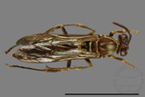 ǦW:Parapolybia nodosa