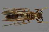 ǦW:Parapolybia nodosa