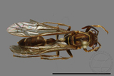 ǦW:Parapolybia nodosa