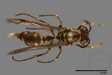 ǦW:Parapolybia nodosa