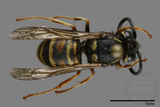 ǦW:Vespula rufa