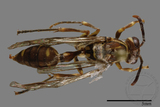 ǦW:Parapolybia nodosa