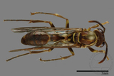 ǦW:Parapolybia nodosa