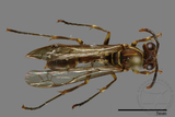 ǦW:Parapolybia nodosa