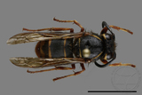 ǦW:Vespula flaviceps