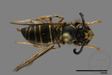 ǦW:Vespula flaviceps