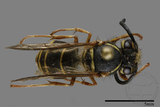 ǦW:Vespula flaviceps