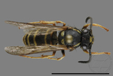 ǦW:Vespula flaviceps