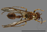 ǦW:Parapolybia nodosa