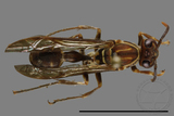 ǦW:Parapolybia nodosa