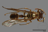 ǦW:Parapolybia nodosa