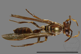 ǦW:Parapolybia nodosa