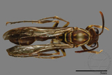 ǦW:Parapolybia nodosa