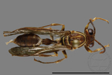 ǦW:Parapolybia nodosa