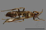 ǦW:Parapolybia nodosa