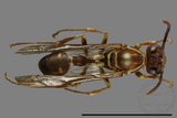 ǦW:Parapolybia nodosa