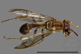 ǦW:Parapolybia nodosa