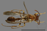 ǦW:Parapolybia nodosa