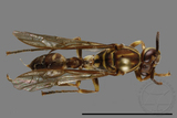 ǦW:Parapolybia nodosa