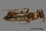 ǦW:Parapolybia nodosa