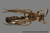 ǦW:Parapolybia nodosa