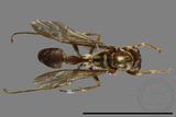 ǦW:Parapolybia nodosa