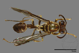 ǦW:Parapolybia nodosa