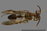 ǦW:Parapolybia nodosa