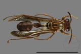 ǦW:Parapolybia nodosa