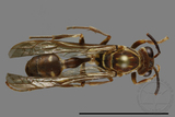 ǦW:Parapolybia nodosa