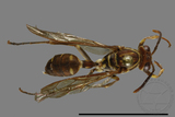 ǦW:Parapolybia nodosa