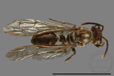 ǦW:Parapolybia nodosa