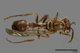 ǦW:Parapolybia nodosa