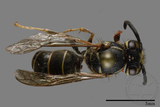 ǦW:Vespula flaviceps