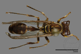 ǦW:Parapolybia nodosa