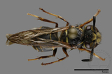 ǦW:Vespula flaviceps