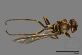 ǦW:Parapolybia nodosa