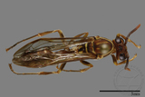 ǦW:Parapolybia nodosa