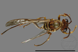 ǦW:Parapolybia nodosa