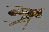 ǦW:Parapolybia nodosa