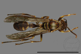 ǦW:Parapolybia nodosa