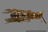 ǦW:Parapolybia varia