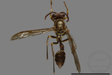 ǦW:Parapolybia nodosa