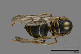 ǦW:Vespula flaviceps