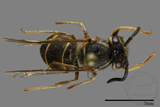 ǦW:Vespula flaviceps