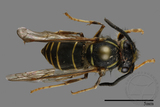 ǦW:Vespula flaviceps