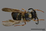 ǦW:Vespula flaviceps