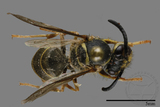 ǦW:Vespula flaviceps