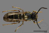 ǦW:Vespula flaviceps