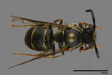 ǦW:Vespula flaviceps